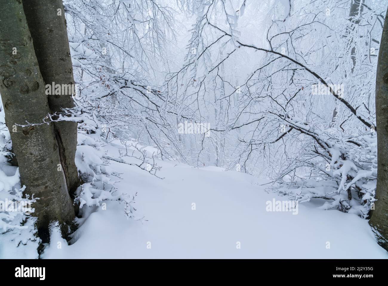 Alemania, Invierno en un bosque, árboles cubiertos de nieve blanca y hielo en un frío y helado ambiente invernal, naturaleza intacta paisaje Foto de stock