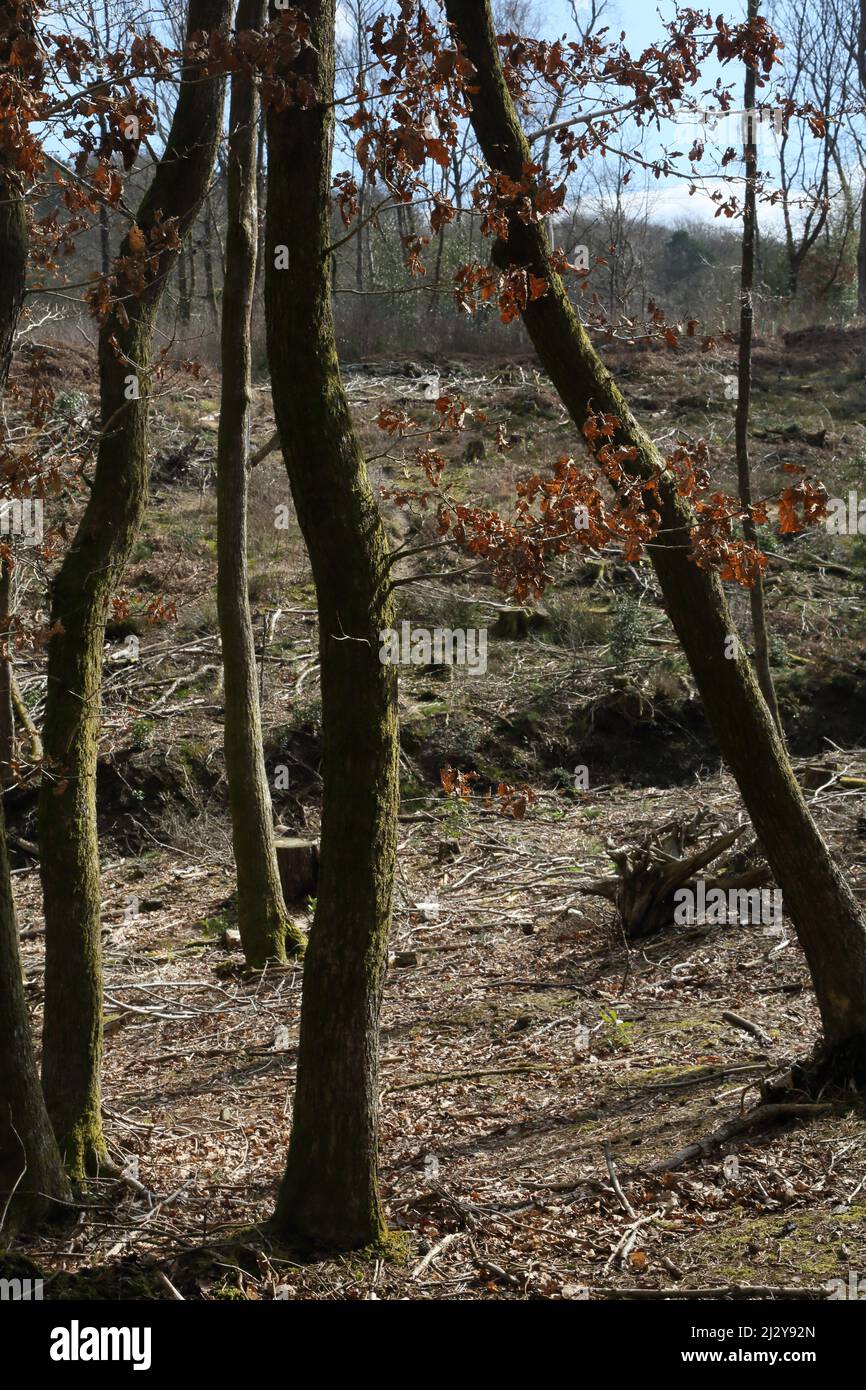 Epsom Surrey Inglaterra Epsom Reserva Natural Local Común Hojas de roble en el árbol Foto de stock