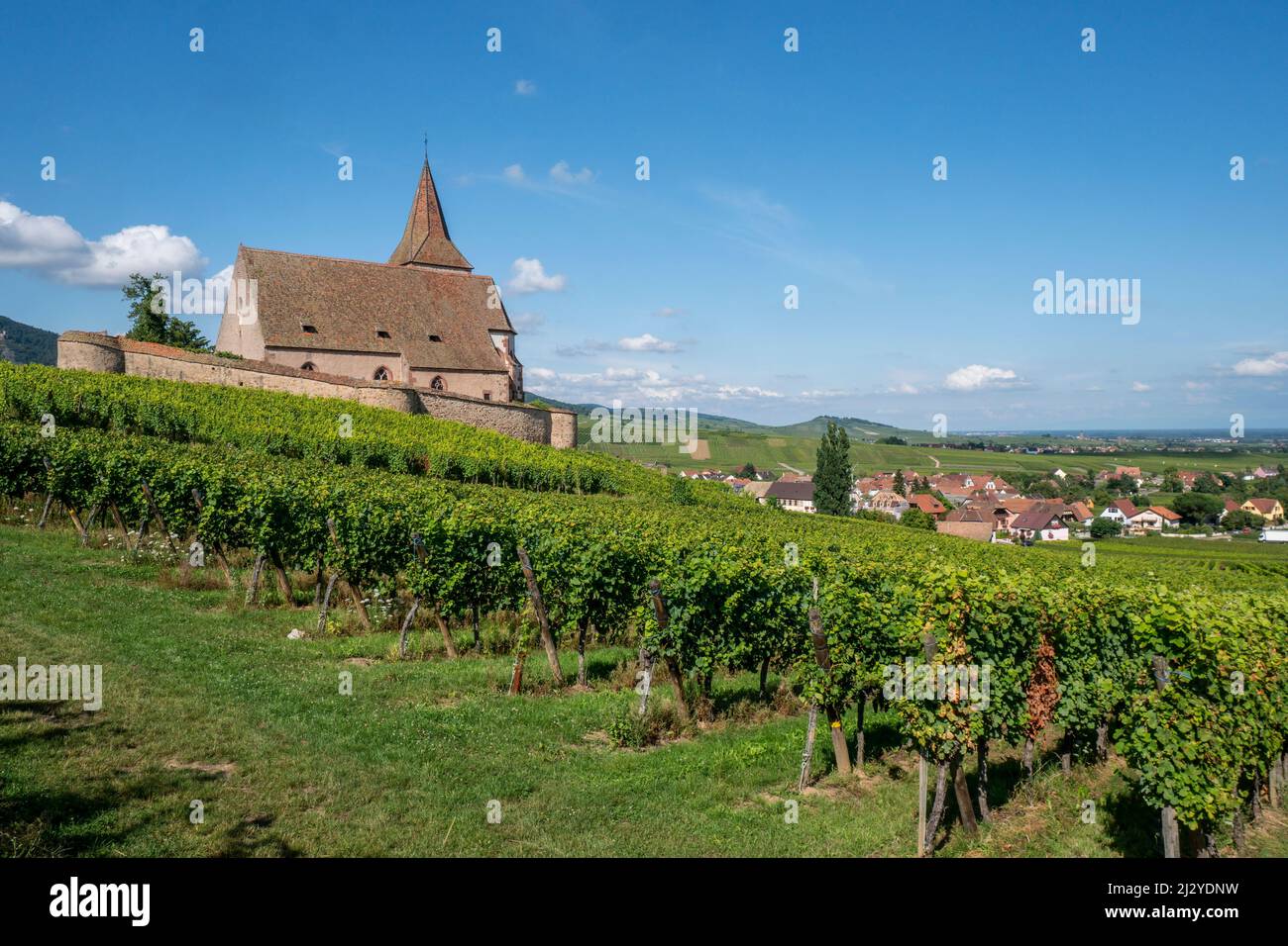 Iglesia en los viñedos, iglesia gótica fortificada Saint-Jacques, Hunawihr, Alto Rin, la ruta del vino de Alsacia, Alsacia, Francia, Europa Foto de stock