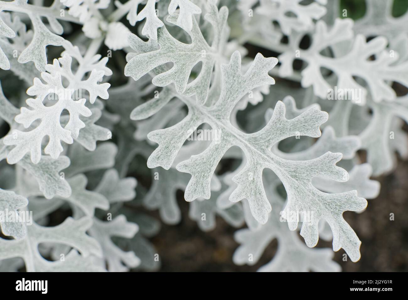 La cineraria primorskaya crece en el jardín en verano. Fondo natural Foto de stock