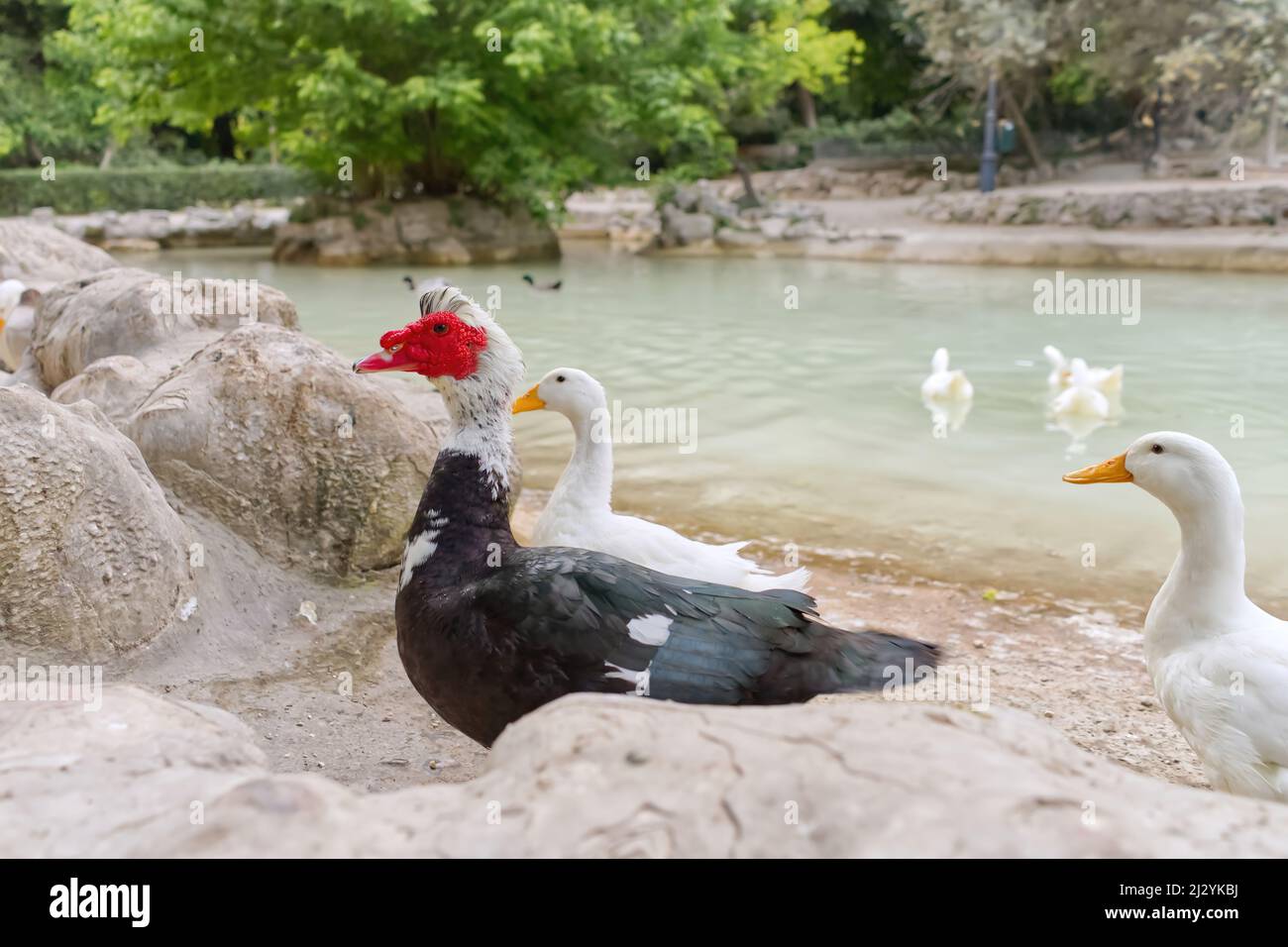 Cara roja de un pato Muscovy con otros duces blancos cerca del estanque. Foto de stock