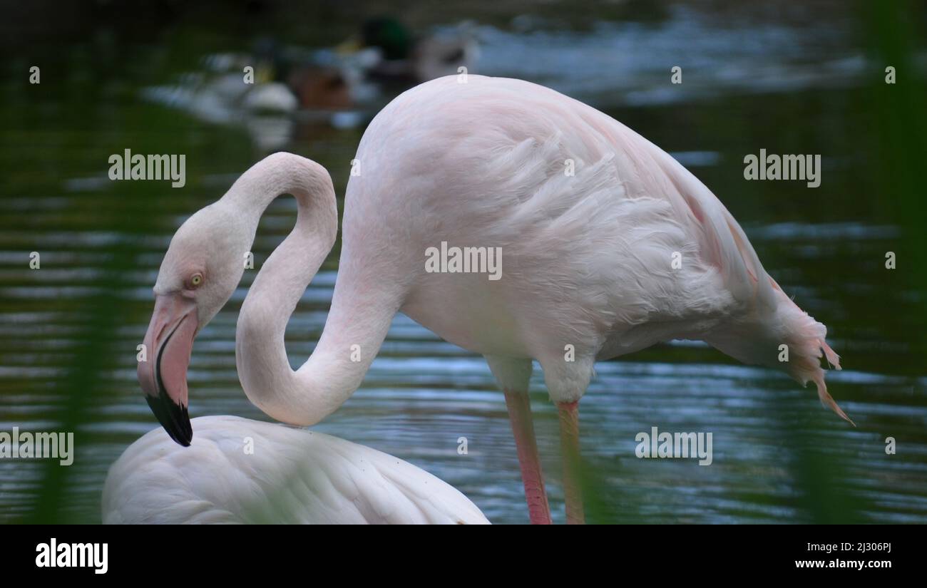 Hermoso flamingo Foto de stock