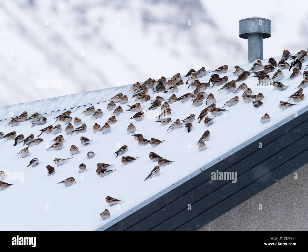 Banderitas de nieve, enjambre en el techo de la casa, Plectrophenax nivalis, invierno, Islandia, Europa Foto de stock