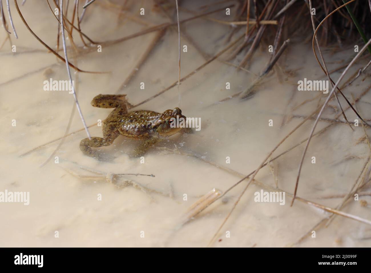 Común Toad se sentó en un estanque buscando un mate durante la temporada de apareamiento de primavera. Condado de Durham, Inglaterra, Reino Unido. Foto de stock