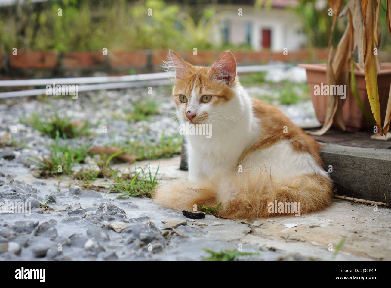 Foto de un gato domesticado Foto de stock