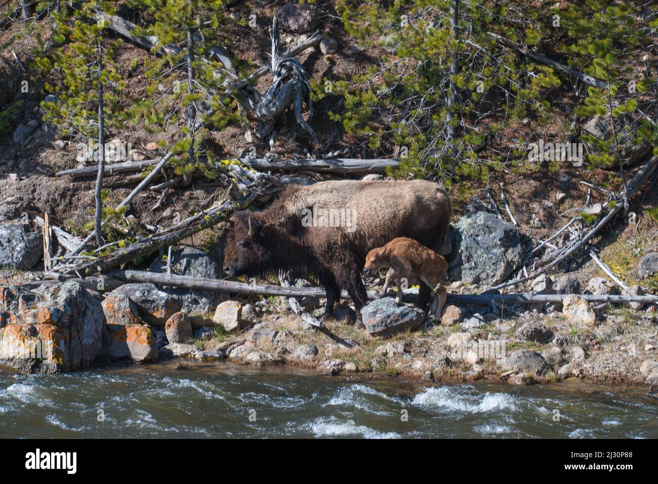 Una madre bisonte se prepara para llevar a su pantorrilla al otro lado del río Madison en el Parque Nacional Yellowstone, Wyoming, Estados Unidos Foto de stock
