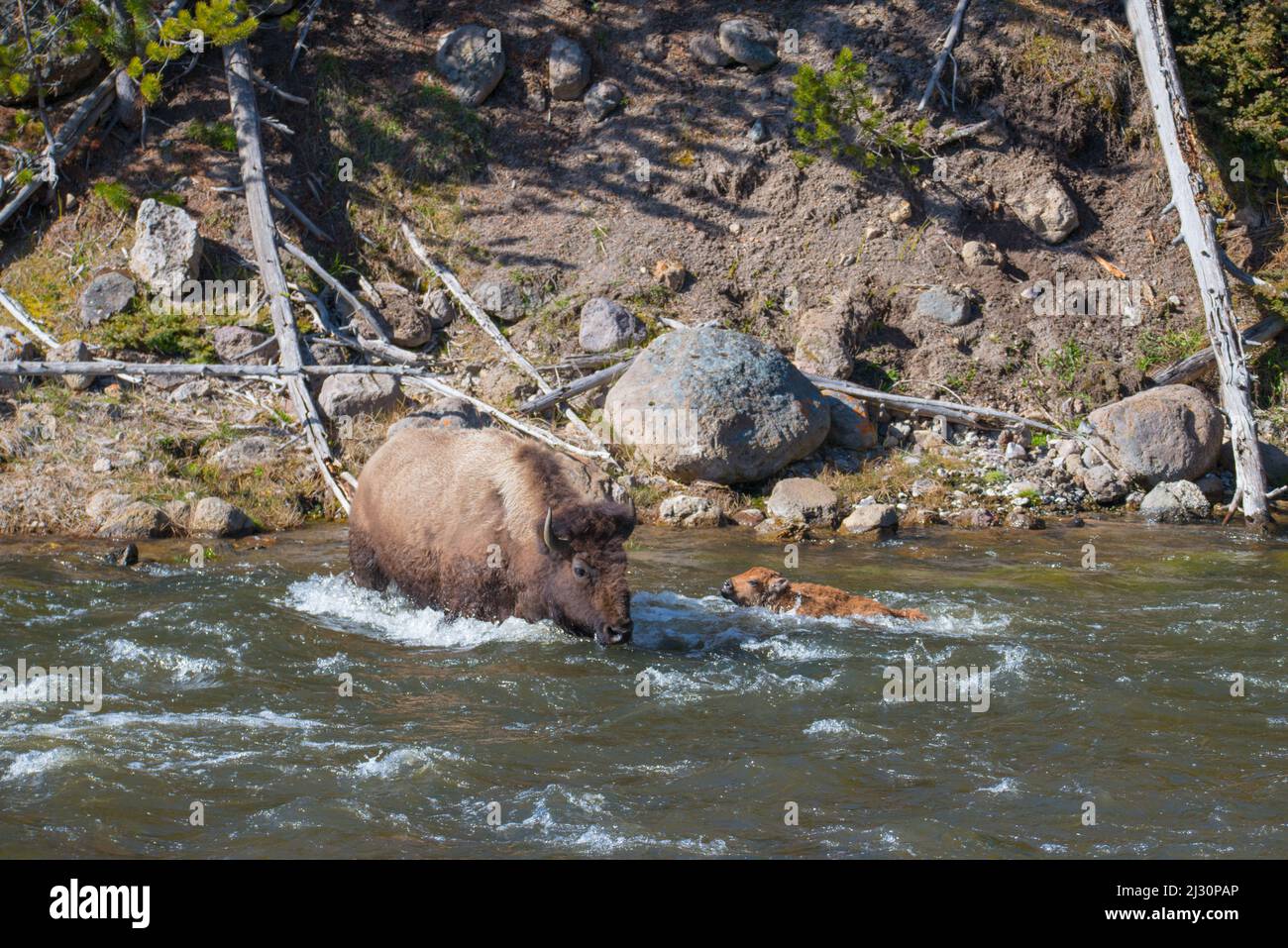 Una bisona madre protege a su pantorrilla de la corriente del río mientras cruza el Río Madison, Parque Nacional Yellowstone, Wyoming, Estados Unidos Foto de stock