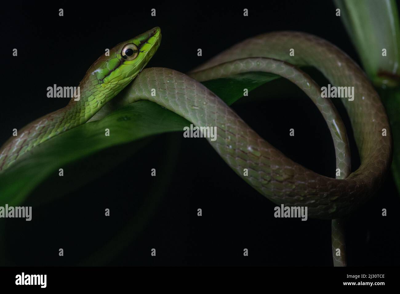 Oxybelis brevirostris, serpiente de la vid de Cope, de la selva ecuatoriana en la provincia de El Oro, Ecuador, Sudamérica. Foto de stock