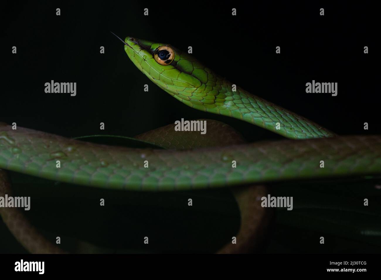 Oxybelis brevirostris, serpiente de la vid de Cope, de la selva ecuatoriana en la provincia de El Oro, Ecuador, Sudamérica. Foto de stock