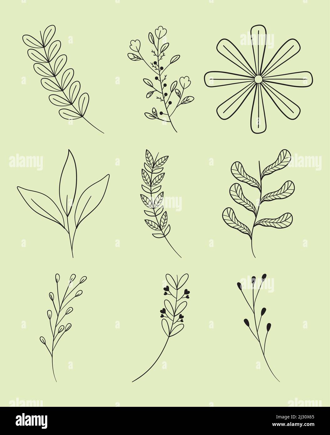 hojas decorativas y flores Imagen Vector de stock - Alamy