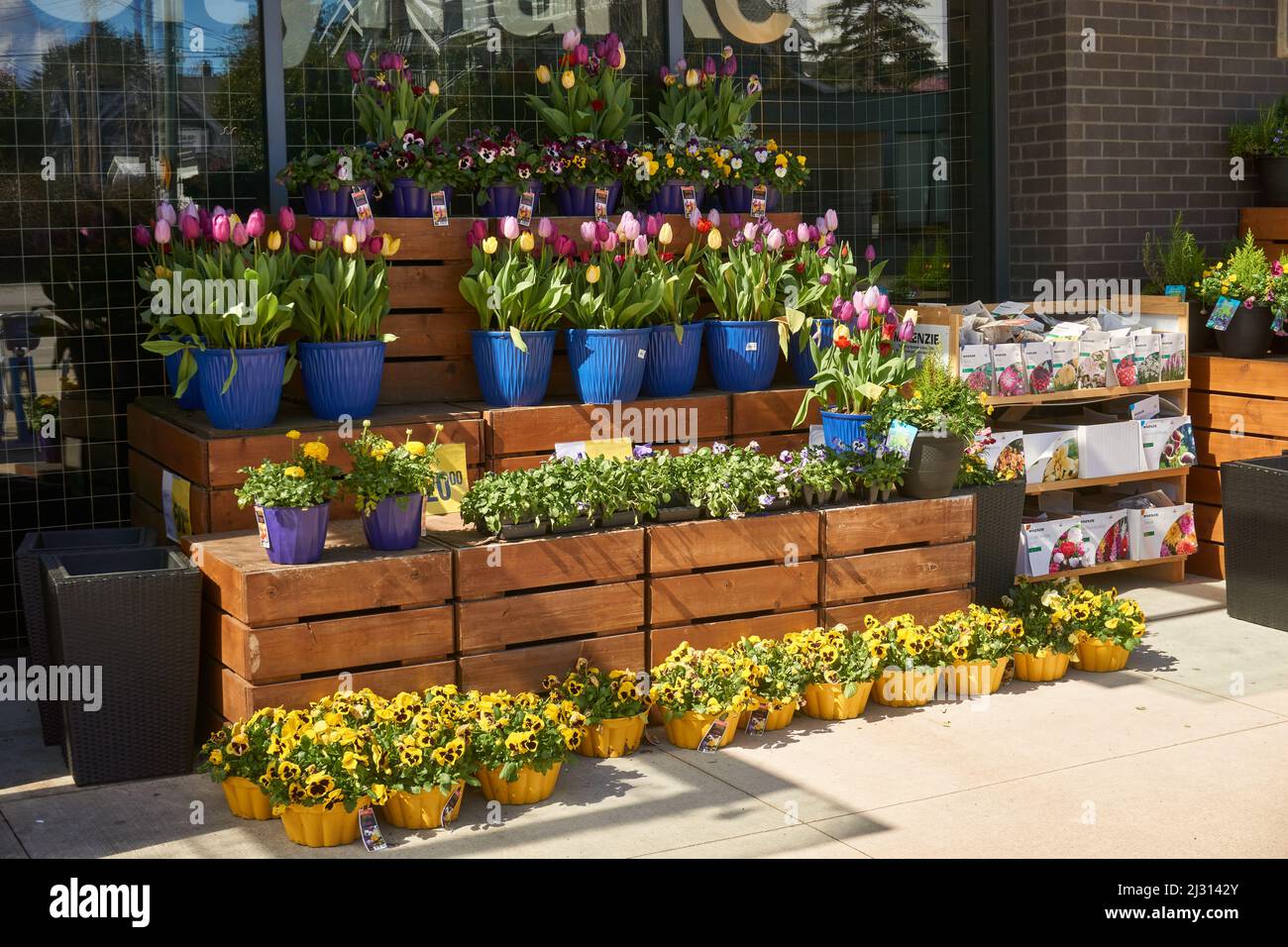 Exhibición de tulipanes en macetas, pansies y otras flores de primavera y paquetes de semillas para la venta fuera de una tienda en Vancouver, BC, Canadá Foto de stock