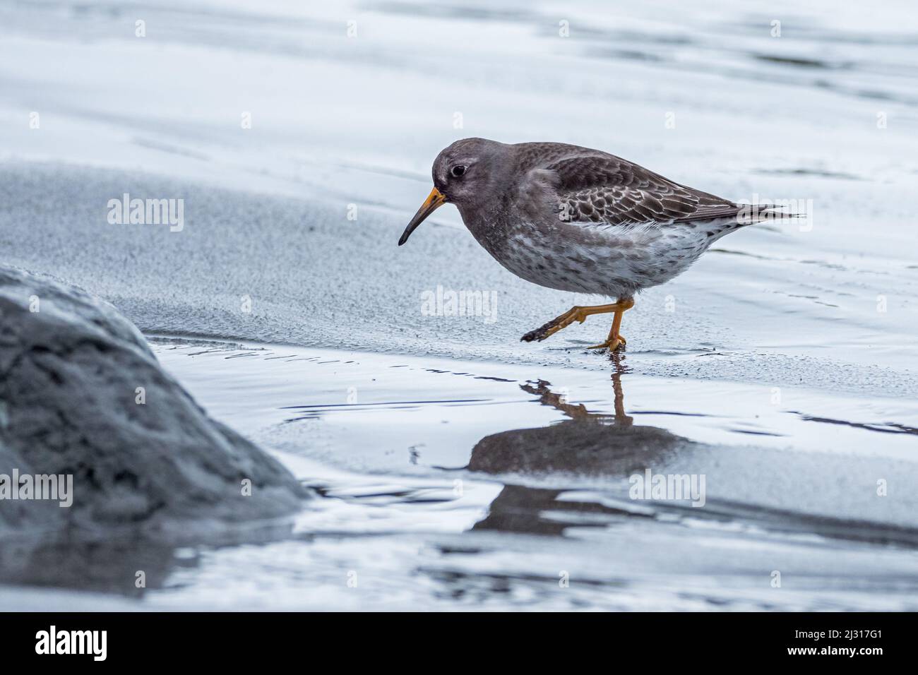 Dunlin vestido de descanso, Calidris alpina, Islandia, Europa Foto de stock