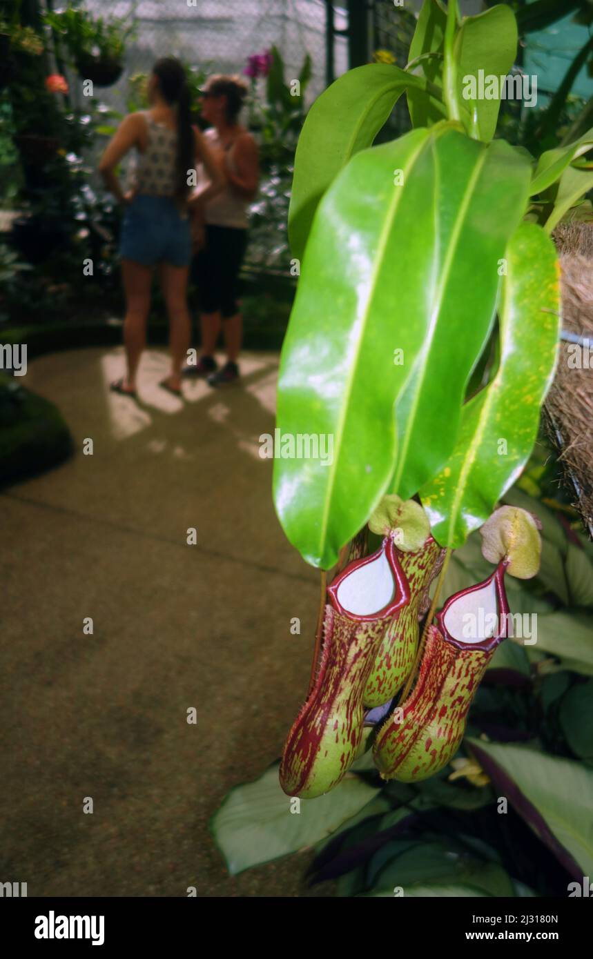 Plantas de lanzador (Nepenthes sp.) en el Consevatorio, Jardines Botánicos de Flecker, Cairns, Queensland, Australia. Sin RM Foto de stock
