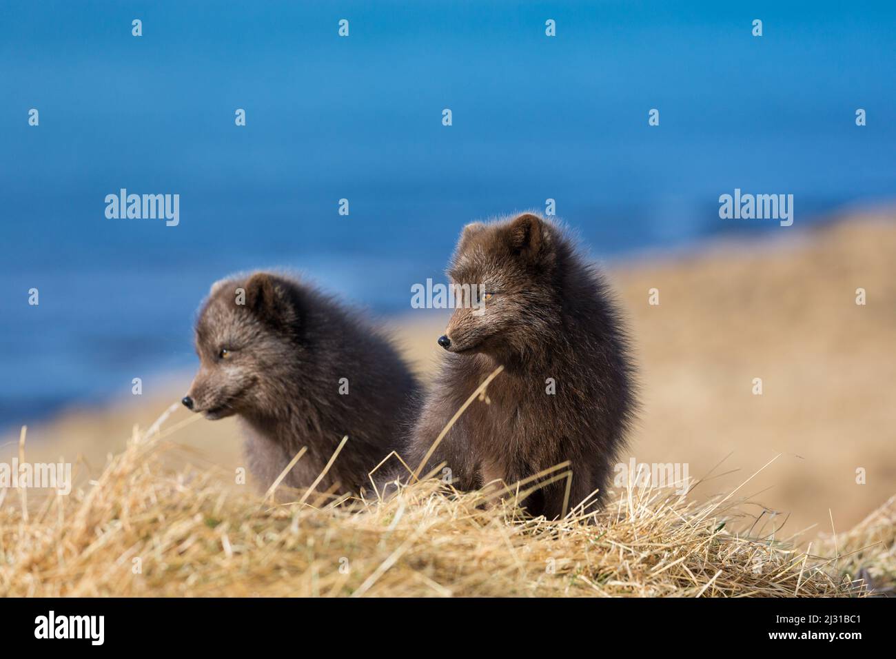 Zorros árticos, par, Alopex lagopus, Reserva Natural de Hornstrandir, Bahía de Hornvik, Islandia, Europa Foto de stock