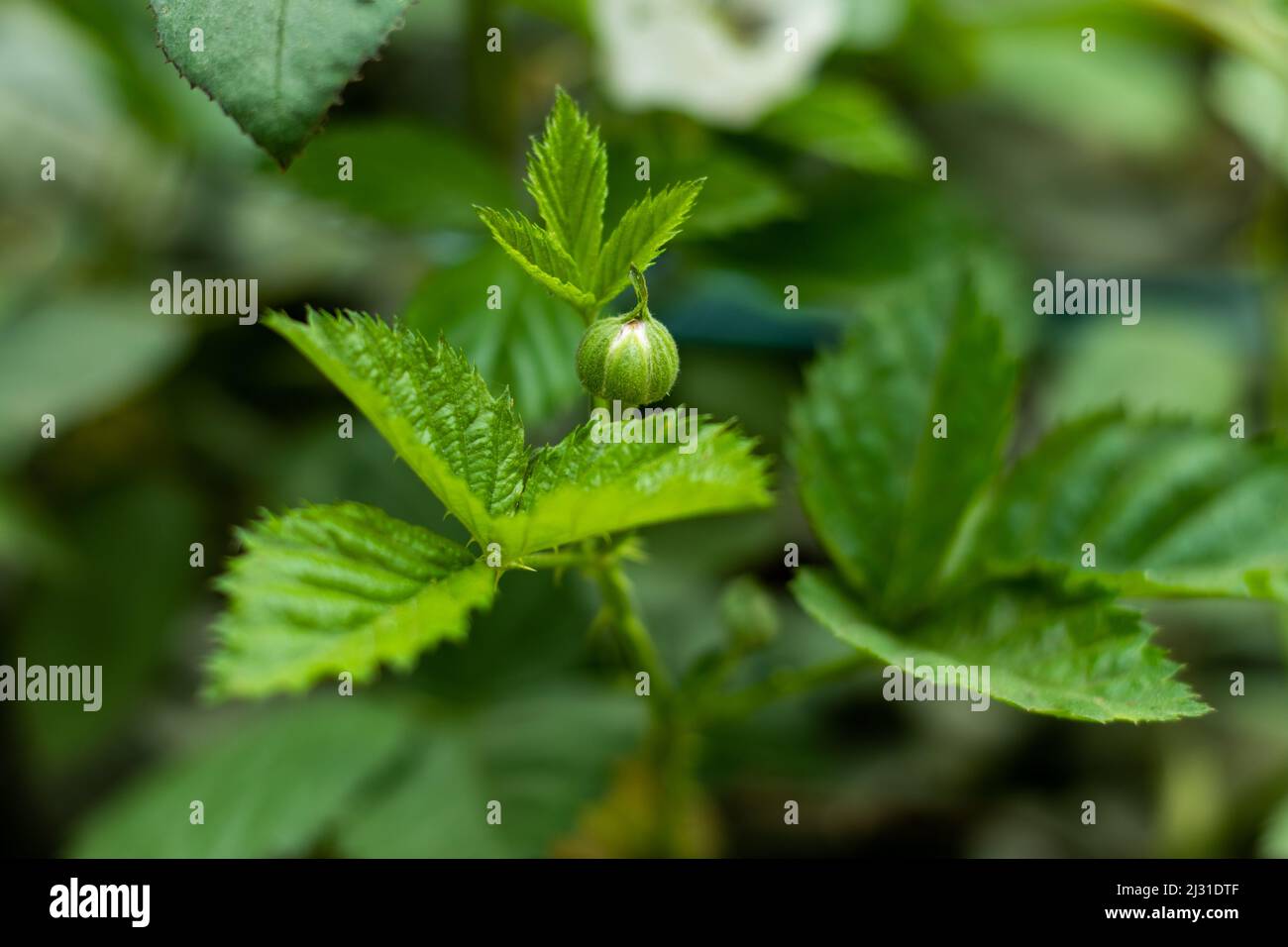 Las plantas de mora y frambuesa producen una fruta agregada que se deriva  de muchos ovarios de una sola flor Fotografía de stock - Alamy