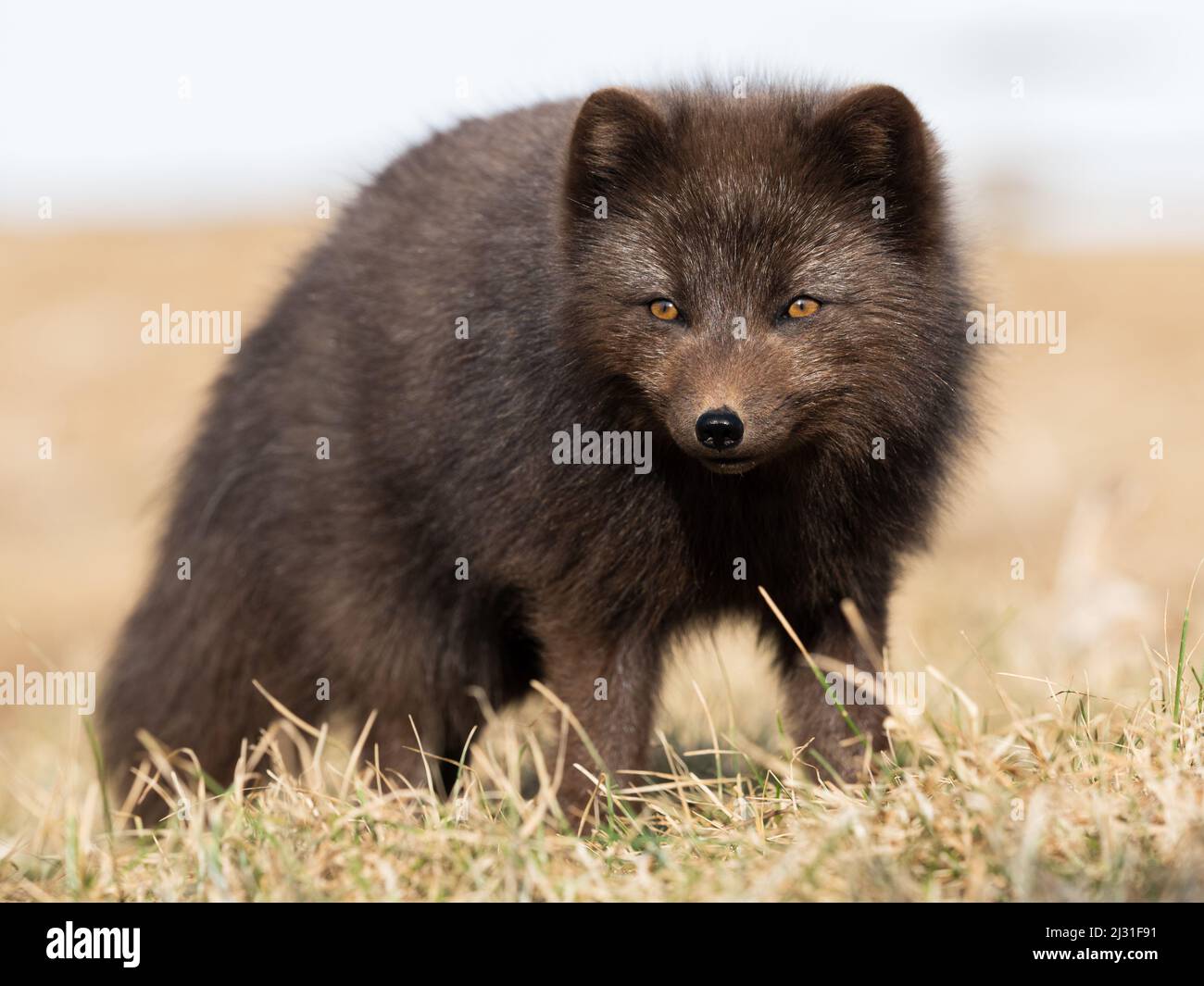 Zorro ártico, Alopex lagopus, Reserva Natural de Hornstrandir, Bahía de Hornvik, Islandia, Europa Foto de stock