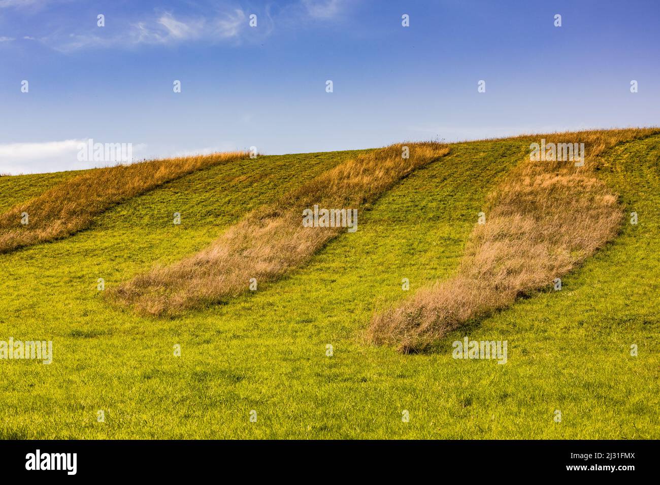 Un prado con tiras de hierba marrón forma un hermoso patrón contra el cielo azul, Hessen, Alemania Foto de stock