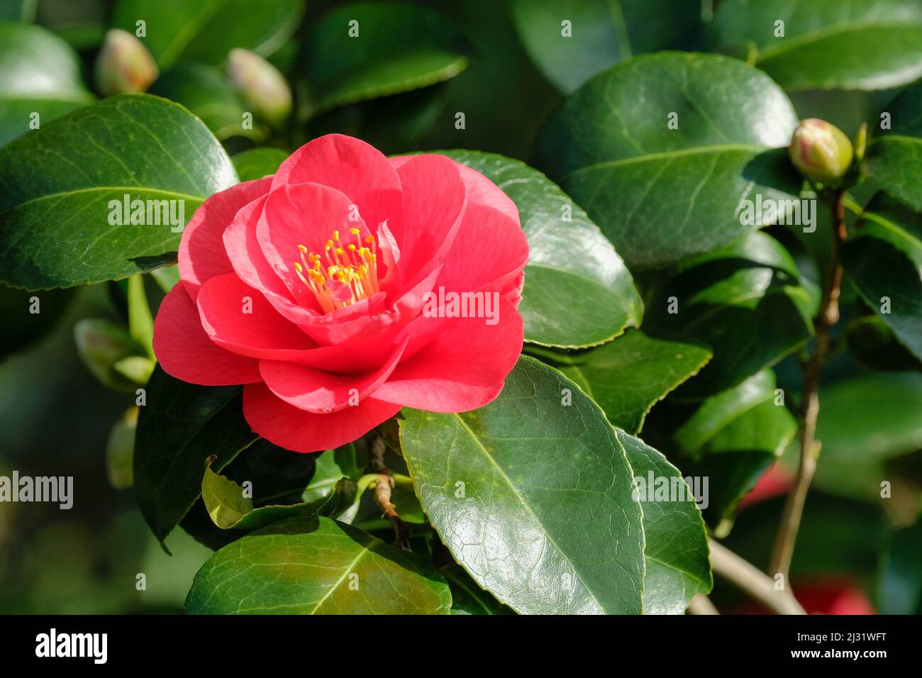 Camellia japonica 'Feodora', Camellia Común 'Fedora'. Individual,  semi-doble, flor roja con follaje de fondo Fotografía de stock - Alamy