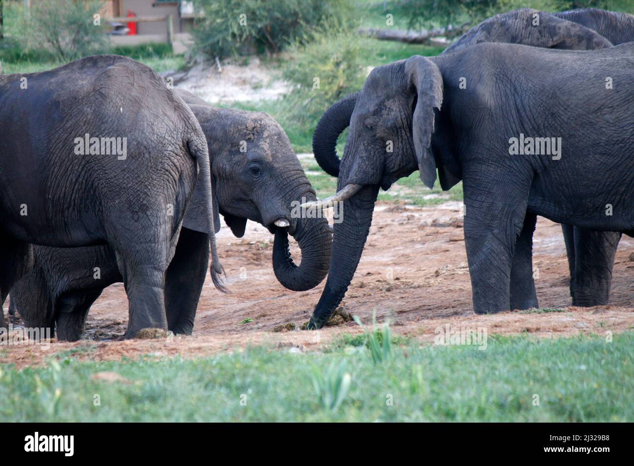 23. Mai 2019: die "Regierung von Botswana erlaubt wieder den Abschuss von Elefanten - hier dazu ein BILD aus dem Januar 2019, das im Parque Nacional Chobe Foto de stock