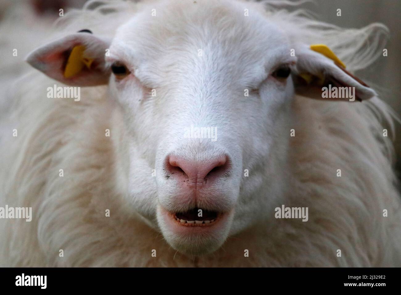 Schafe. Foto de stock