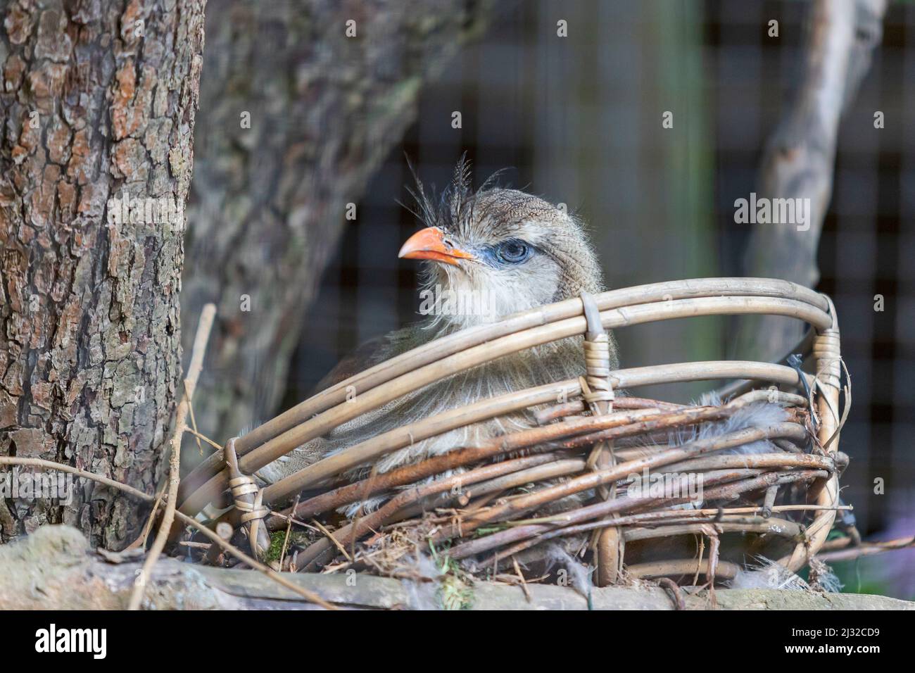 Retrato de un pájaro de pico rojo Seriema sentado en un nido. El fondo es agradable bokeh. Foto de stock