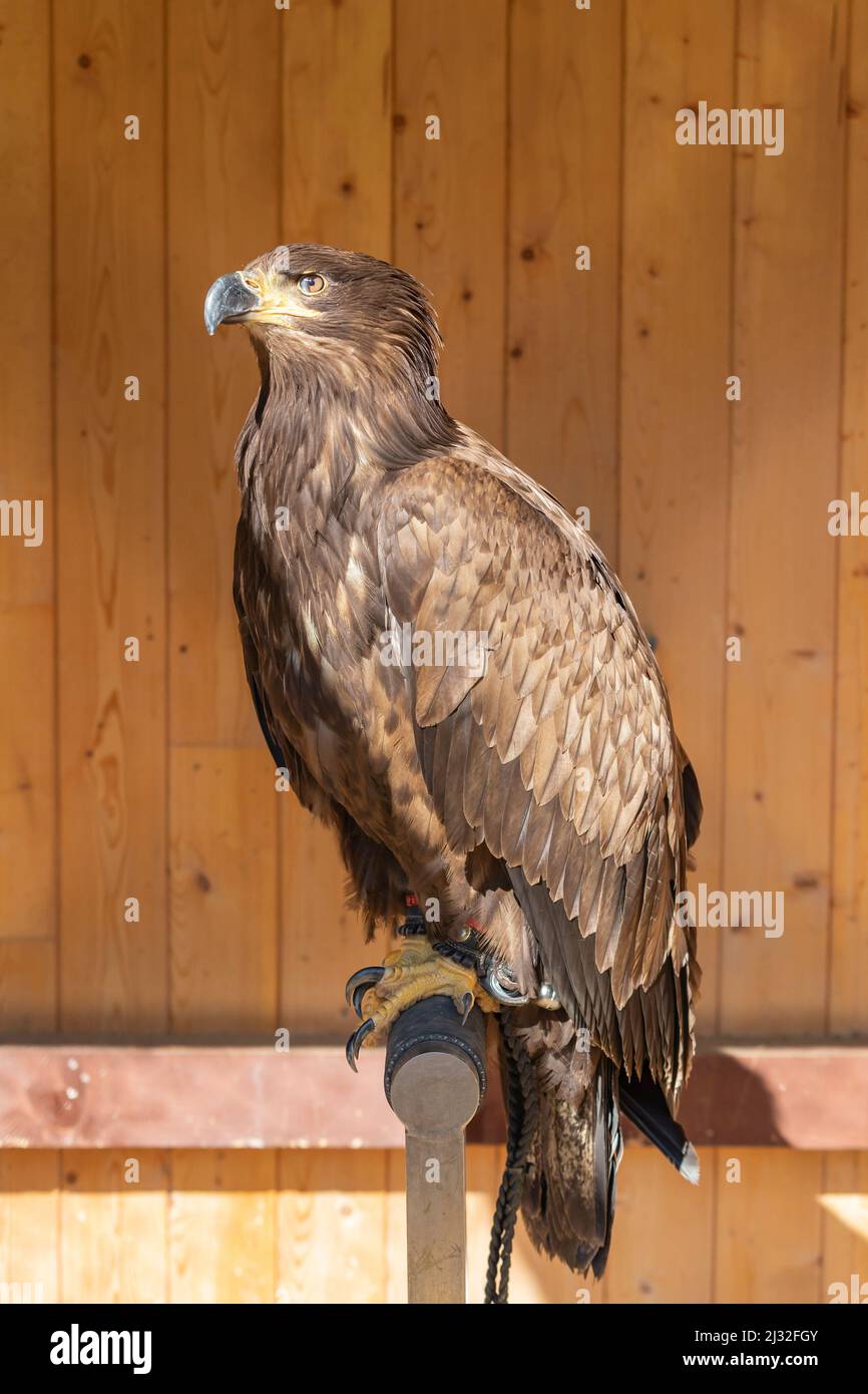 Águila joven sentada sobre una perca. Está atado - conducido por cetrería.  En el fondo hay una pared de madera marrón Fotografía de stock - Alamy