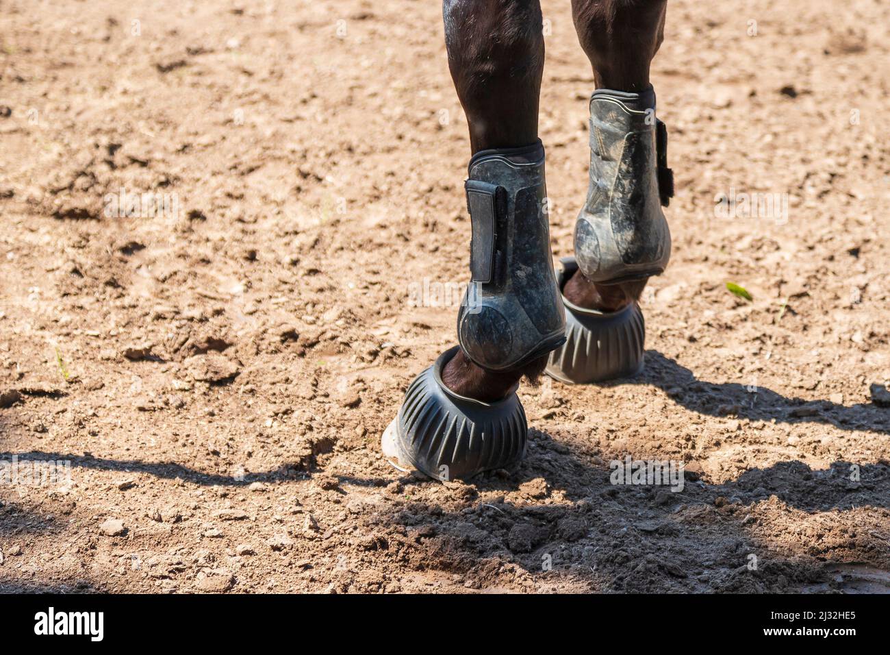 Primer plano del pie de un caballo. El caballo tiene protección contra la ortesis y el pezuelo en la pierna. Foto de stock