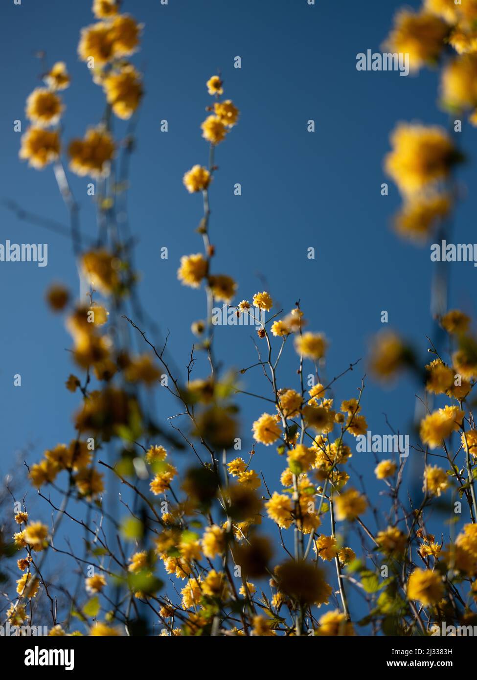 Fotografía abstracta de árboles con flores amarillas. Foto de stock
