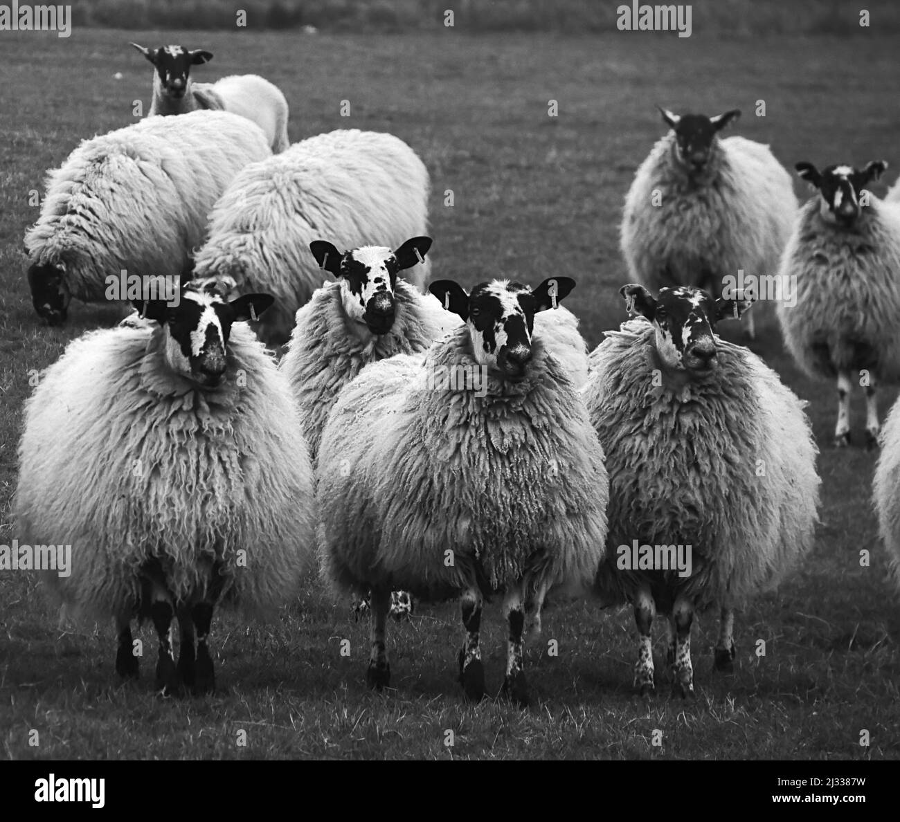 Intimidar a las ovejas Foto de stock