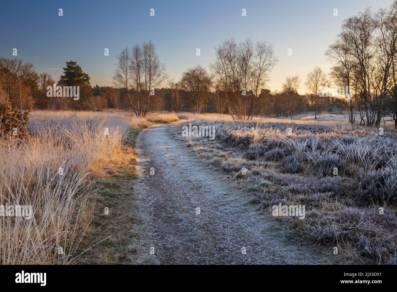 Sendero en Newtown Common en invierno por la mañana helada, Burghclere, cerca de Newbury, Berkshire, Inglaterra, Reino Unido, Europa Foto de stock