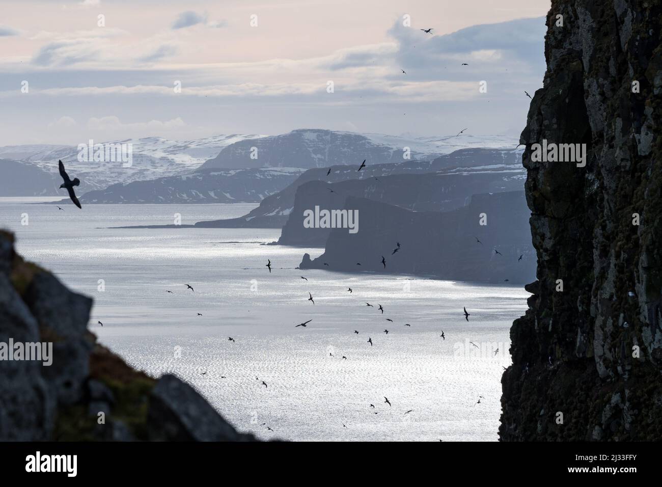 Acantilados, rocas de aves, Reserva Natural de Hornstrandir, Islandia, Europa Foto de stock