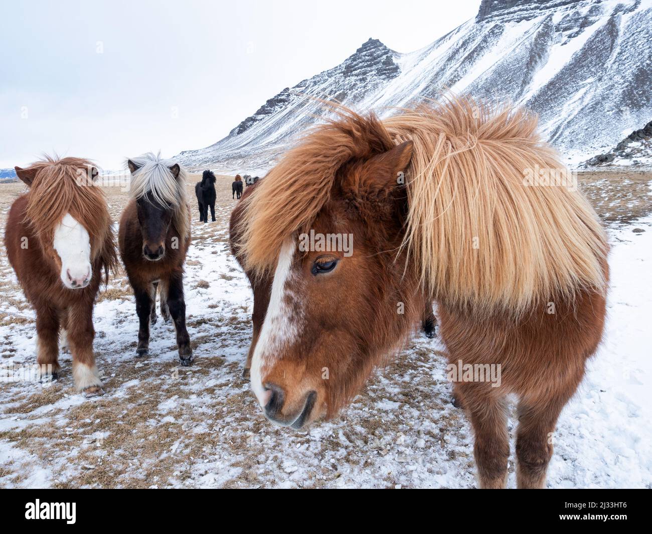 Caballos islandeses en invierno, Islandia Occidental Foto de stock