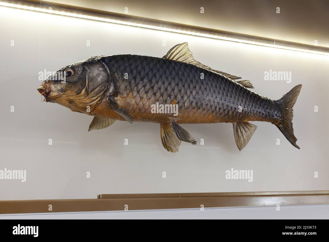 peces de río rellenos en el museo, de cerca Foto de stock