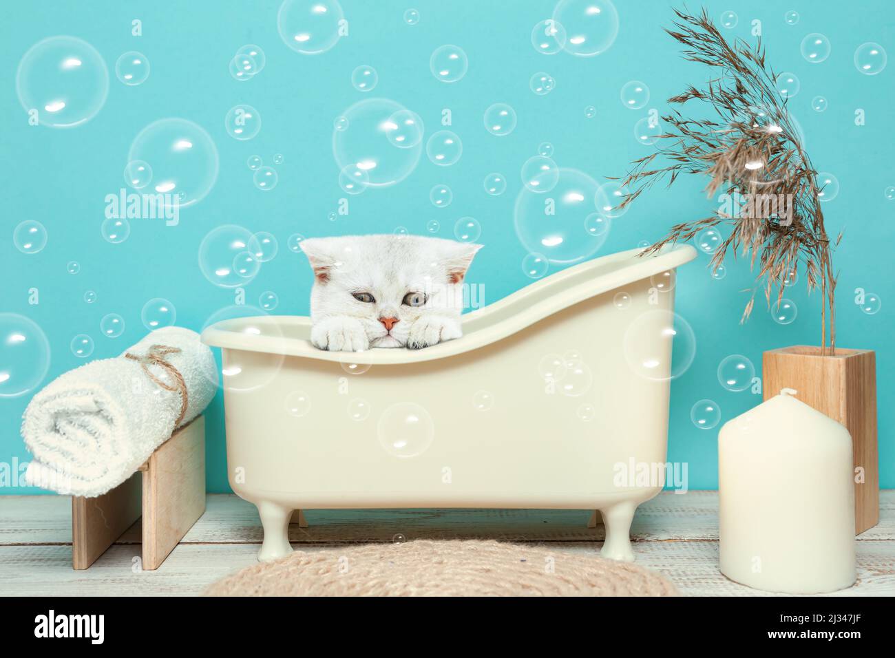 Gatito británico triste se sienta en un baño. El diseño interior del cuarto  de baño es minimalista. Fondo azul y burbujas de jabón Fotografía de stock  - Alamy