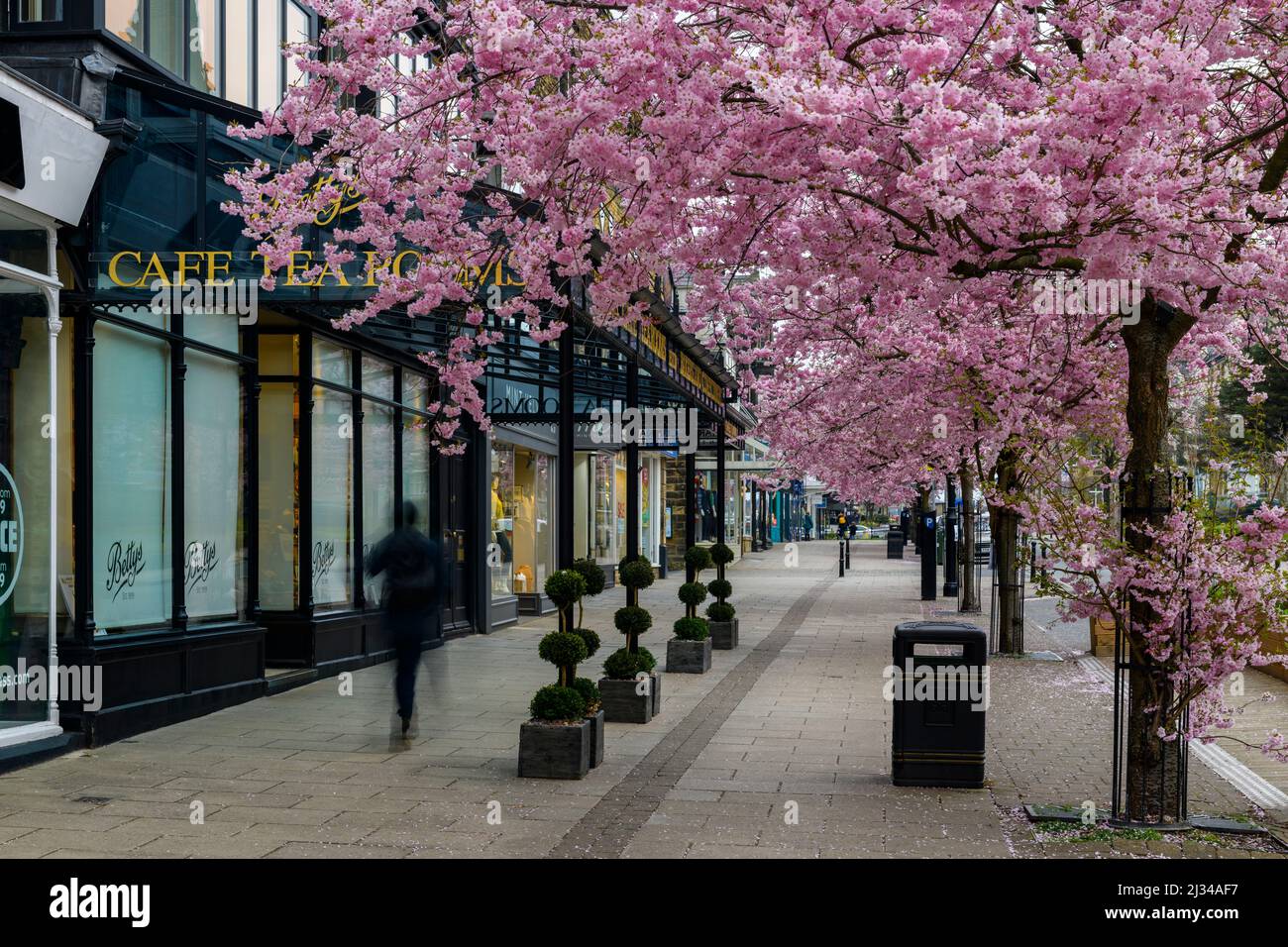Pintoresco centro de la ciudad de primavera (hermosos y coloridos cerezos en flor, elegante restaurante-cafetería frente a la tienda) - The Grove, Ilkley, Yorkshire, Inglaterra, Reino Unido. Foto de stock