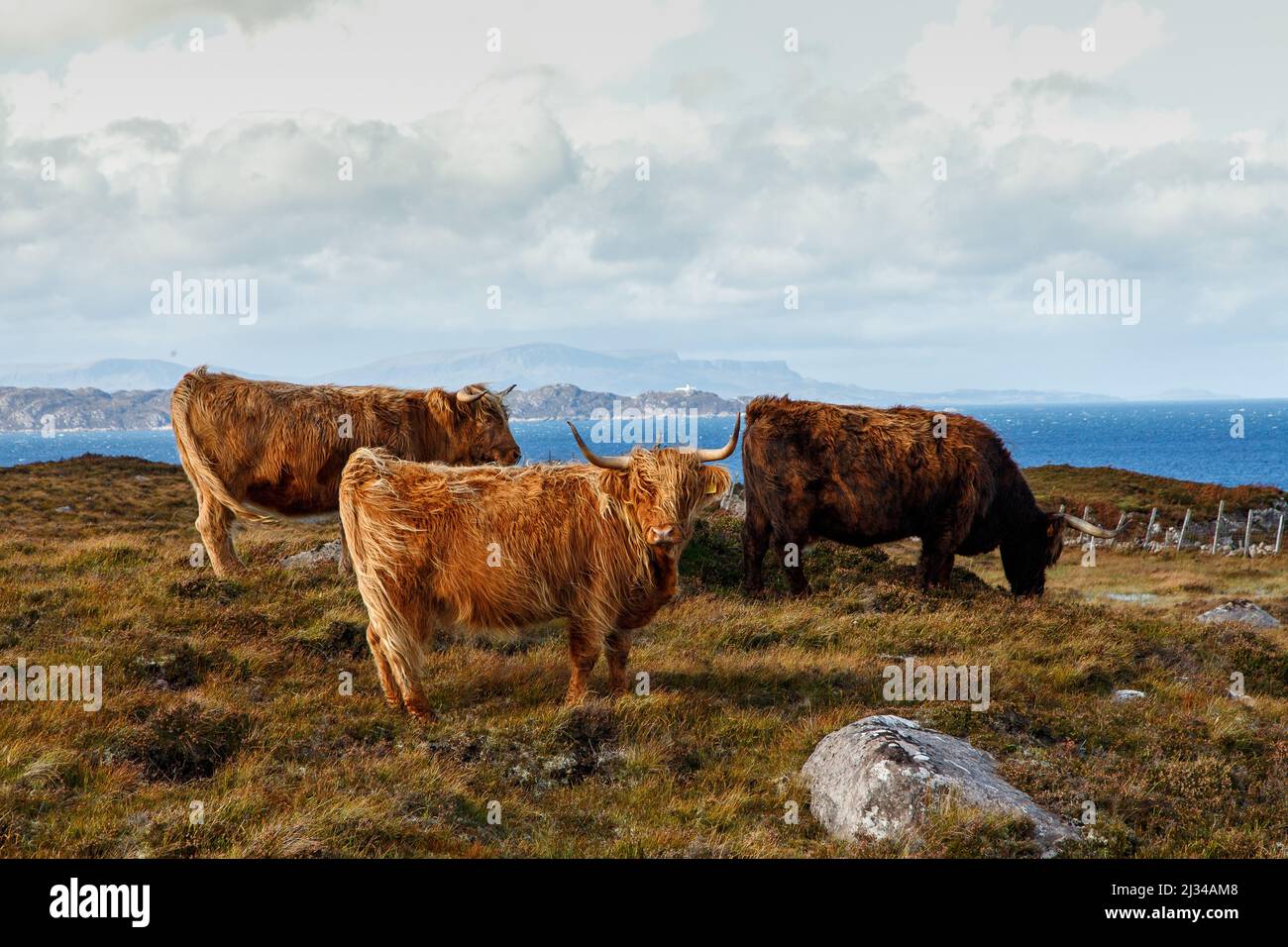 Highland Cattle, ganado de tierras altas frente a la costa de Xalada, Wester Ross, Escocia Reino Unido Foto de stock
