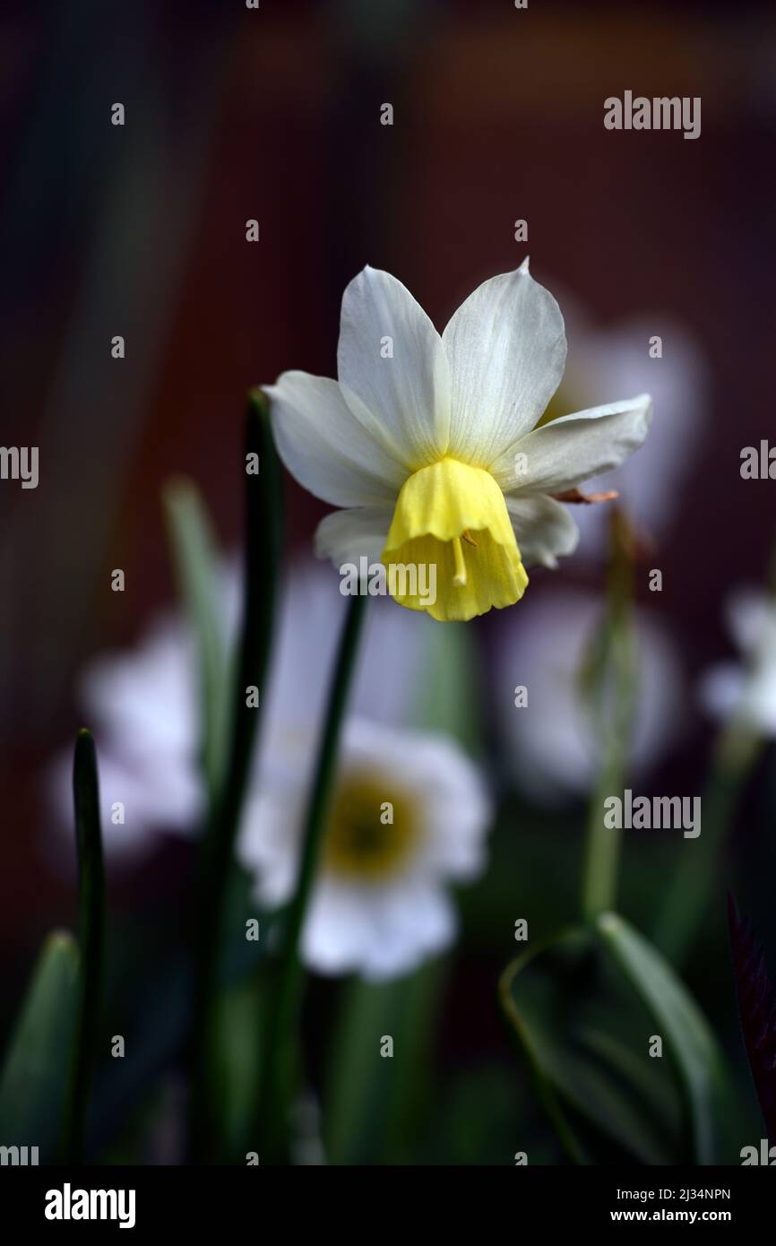 narcissus velero,Miniatura Narcissus,Miniatura narcissi,Pale flores amarillas y cremosas blancas,flor amarilla pálida,primavera en el jardín,RM floral Foto de stock