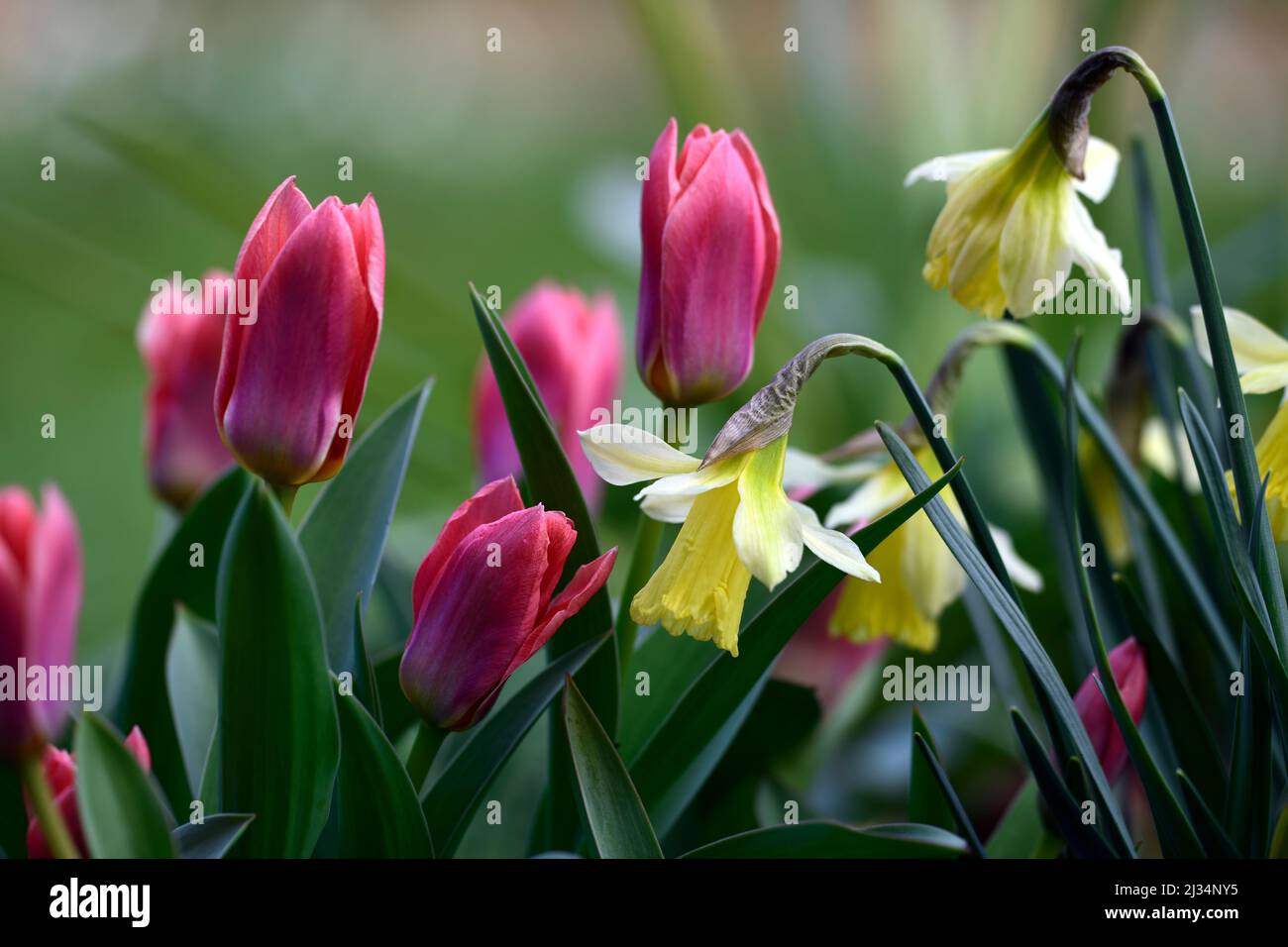 narcisus w p milner, narcisus wp milner, Narcisus miniatura, narcisi miniatura, amarillo pálido cambiando a flores blancas cremosas, flor amarilla pálida, tulipanes Foto de stock