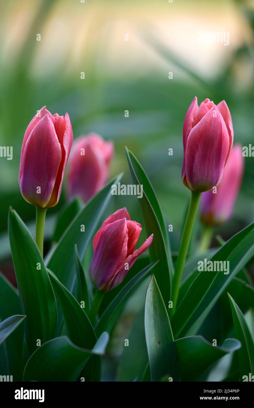 Tulip Shakespeare,Tulipa Shakespeare,enano Kaufmanniana Tulip,pantalla de primavera,tonos salmón naranja y flores rojas,base amarilla dorada,flores,floración Foto de stock