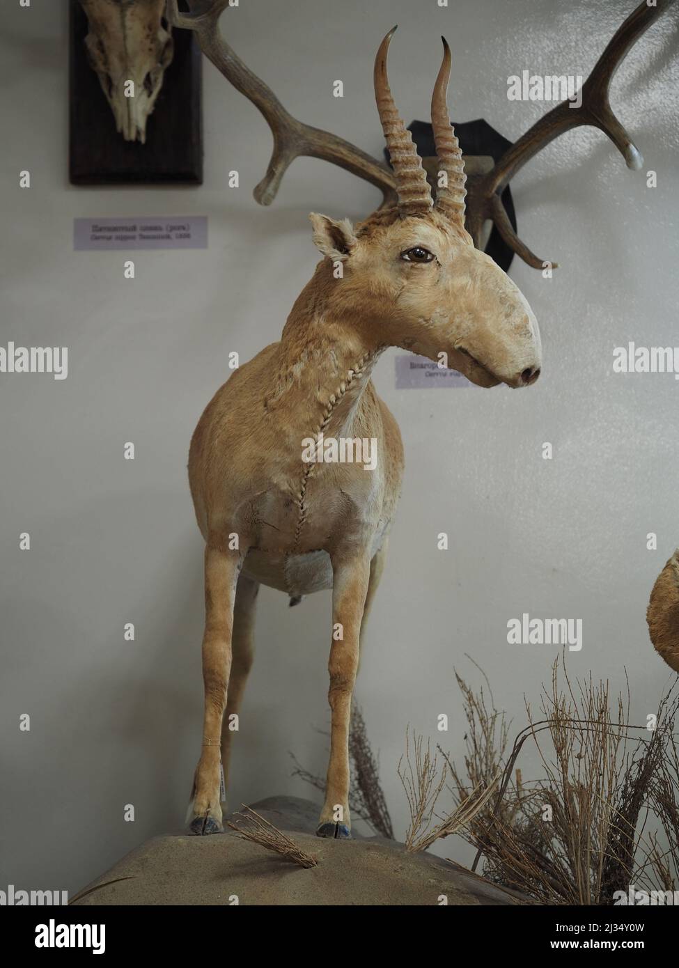 Corzo europeo con cuernos. Animal de la familia del ciervo. Exposición del Museo Zoológico. Foto de stock