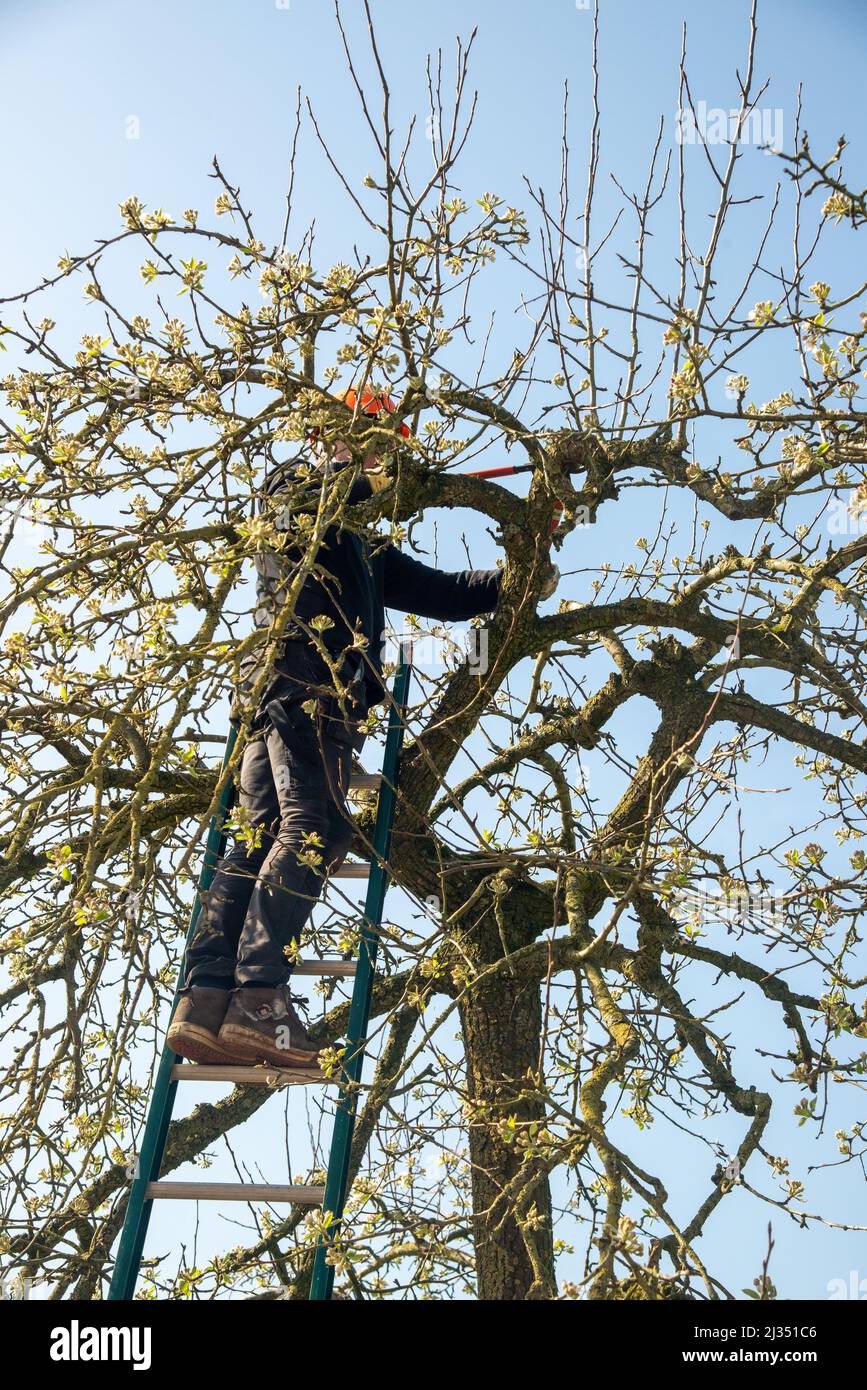 Recorte de árboles frutales en Gelderland, Holanda Foto de stock