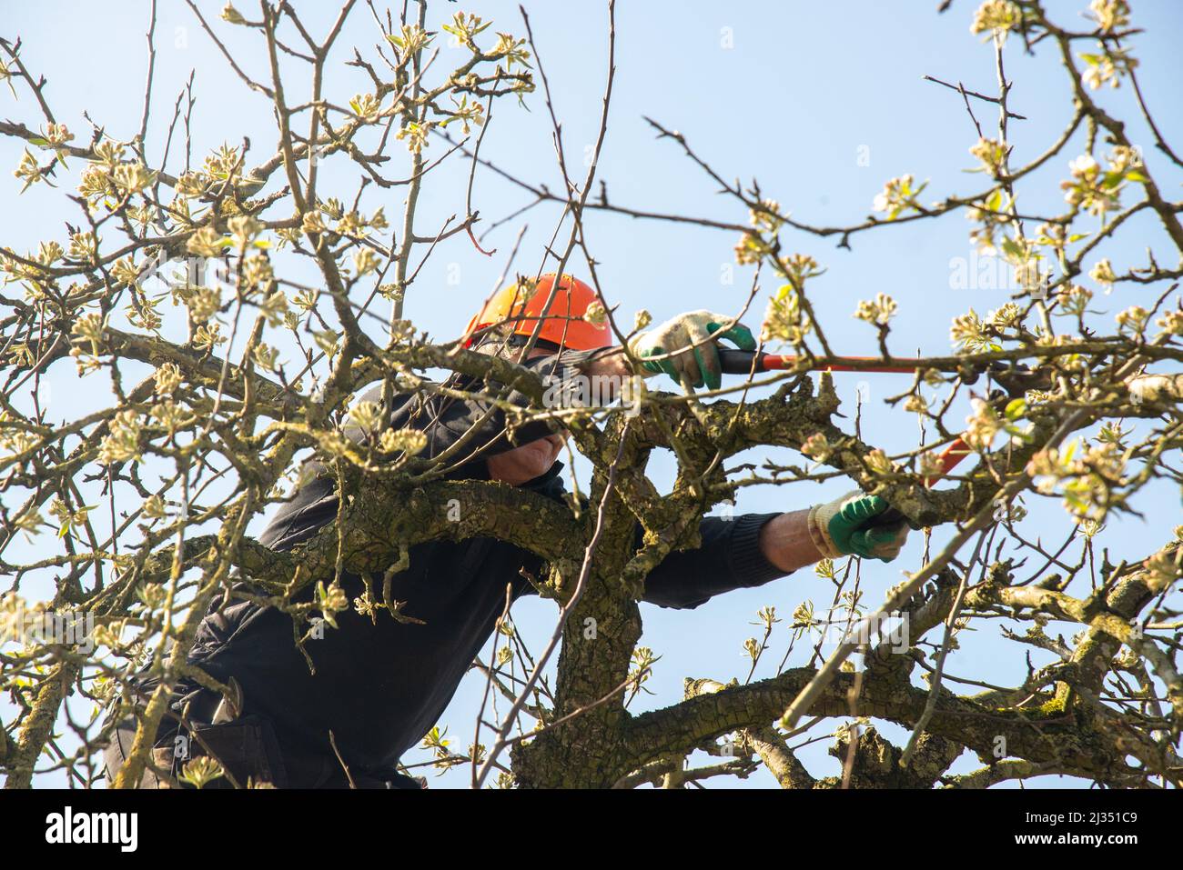 Recorte de árboles frutales en Gelderland, Holanda Foto de stock