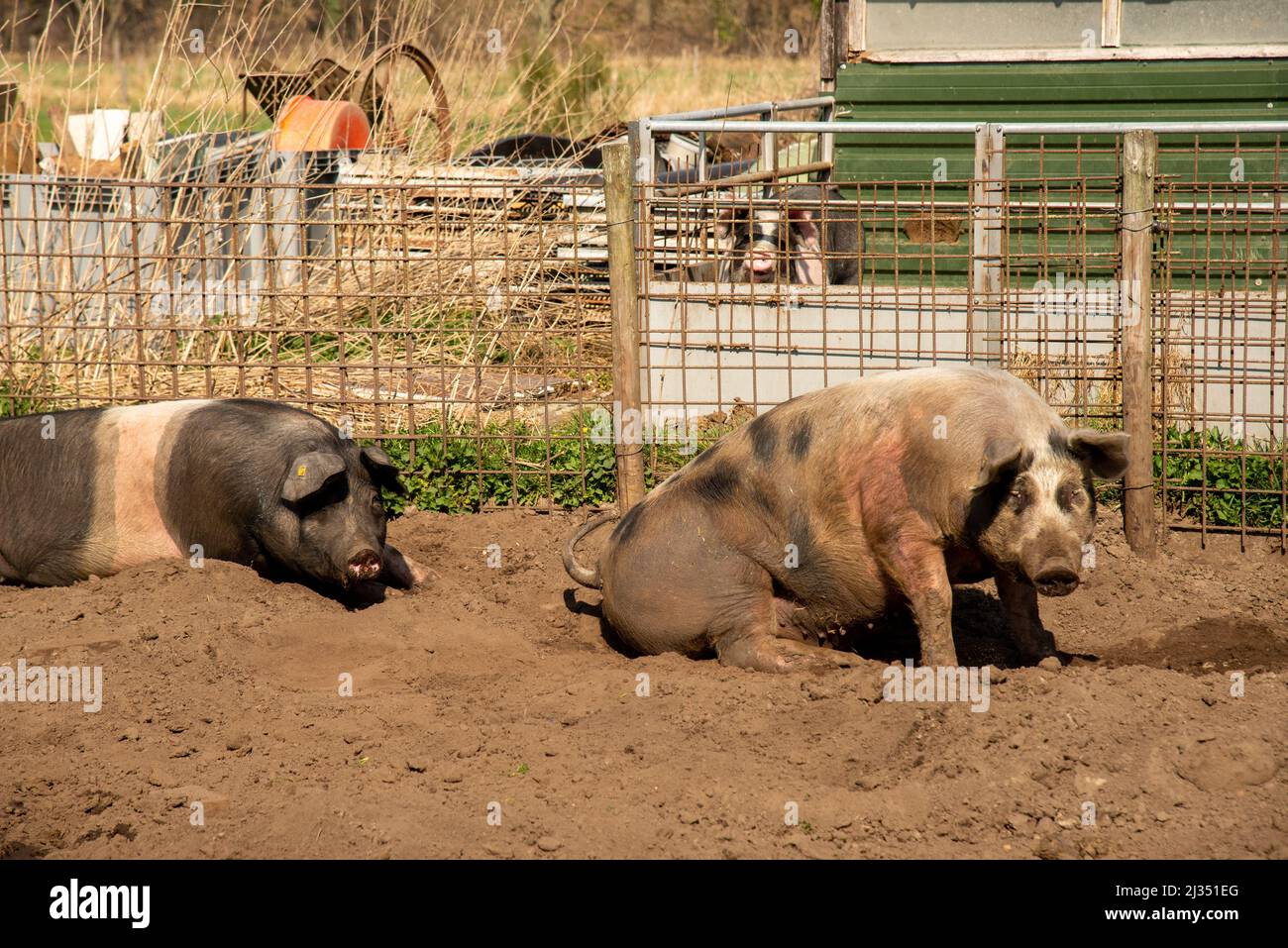 Cerdos en la granja biológica de Gelderland, Holanda Foto de stock