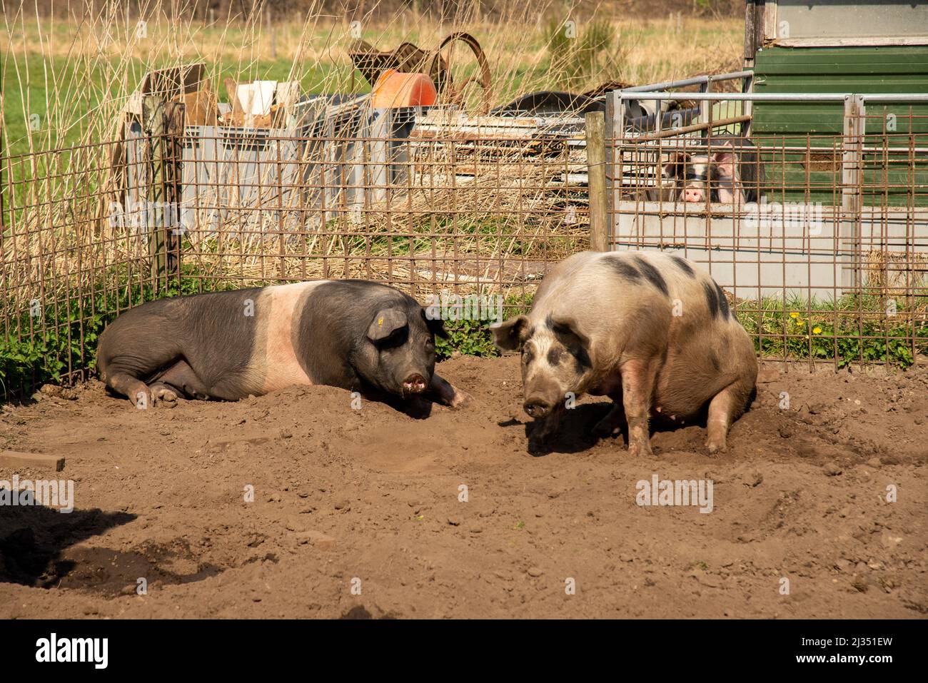 Cerdos en la granja biológica de Gelderland, Holanda Foto de stock