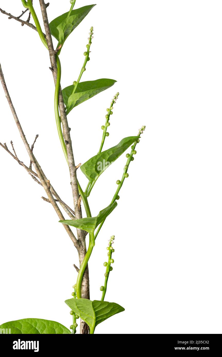 la planta de espinacas de ceilán, también conocida como espinacas de malabar o espinacas de vid, verde frondoso comestible de vid que asciende en una rama del árbol Foto de stock