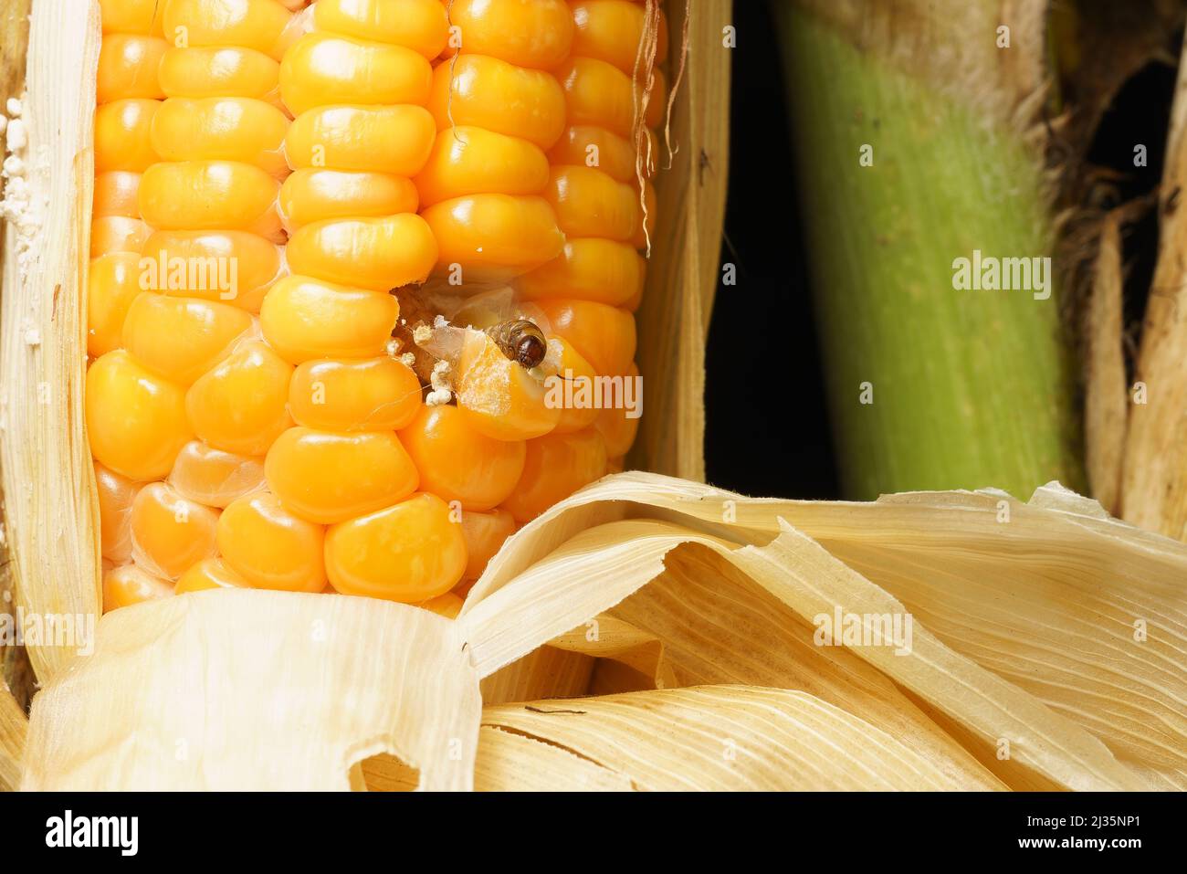 Caída del gusano de la armada en el maíz dañado con excremento Fotografía de  stock - Alamy