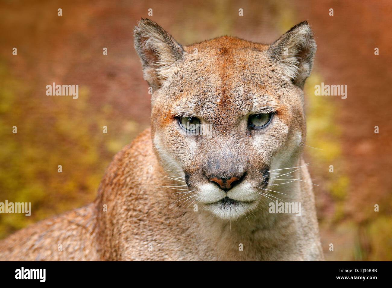 Retrato de puma. Peligro Cougar sentado en el bosque verde. Gran gato  salvaje en hábitat natural. Puma concolor, conocido como león de montaña,  puma, pantera, g Fotografía de stock - Alamy