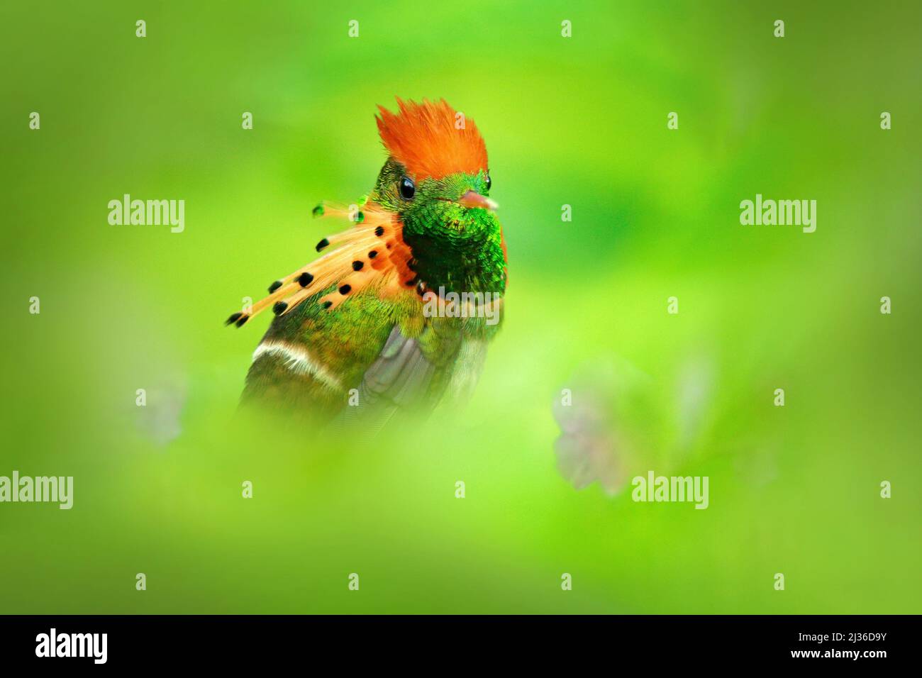 Garganta amarilla pájaro hermoso fotografías e imágenes de alta resolución  - Página 3 - Alamy