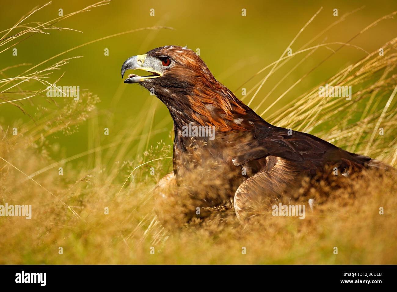 Retrato del Águila Dorada, sentado en la hierba marrón. La escena de la vida silvestre de la naturaleza. Día de verano en el prado. Águila con pico abierto. Cuervo pájaro grande escondido Foto de stock