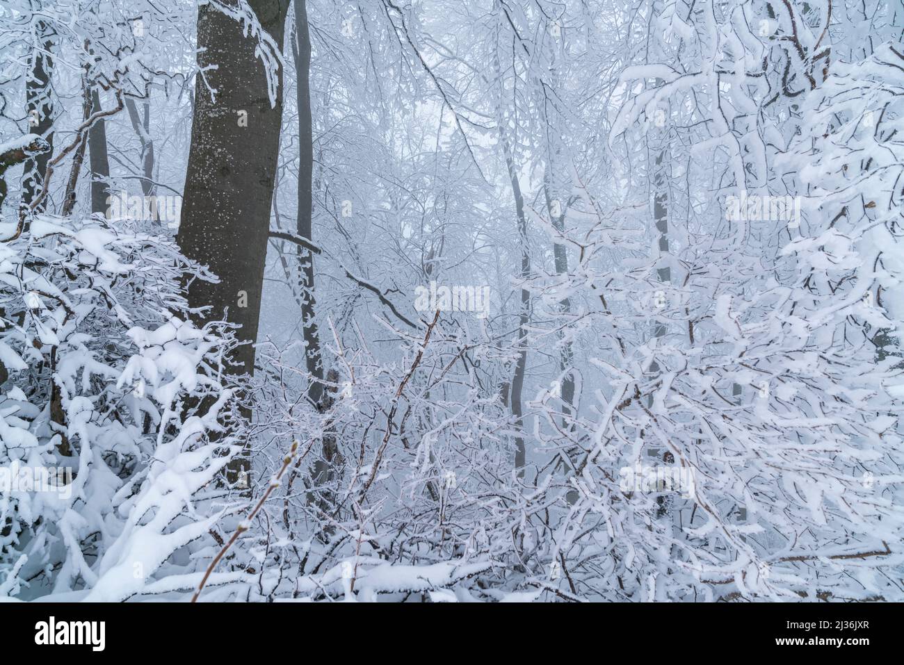 Alemania, paisaje invernal en un bosque de la selva, árboles y ramas cubiertas de nieve blanca y hielo en un frío día de invierno congelado, una maravilla blanca Foto de stock